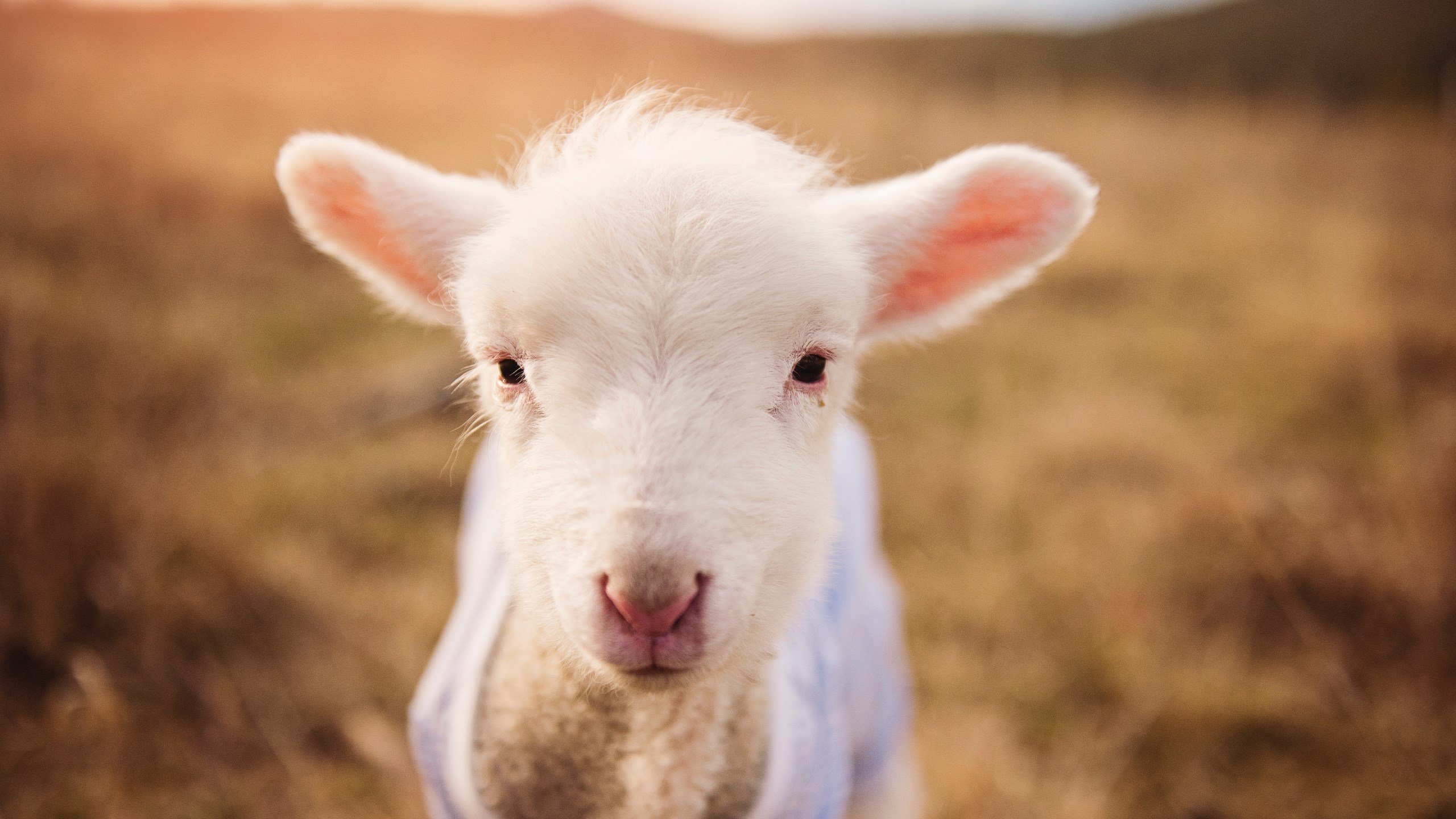 九游jiuyou-黎巴嫩男篮在西亚锦标赛中奋勇逐梦，争取奥运席位，黎巴嫩男篮世界排名